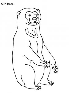 Sun Bear coloring page - picture 6