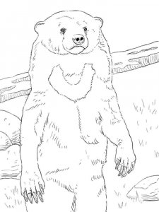Sun Bear coloring page - picture 7