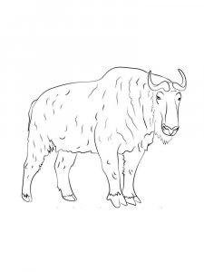 Takin coloring page - picture 4