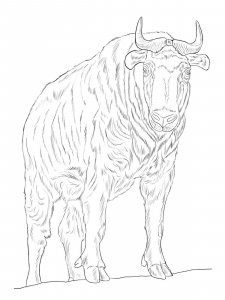 Takin coloring page - picture 5