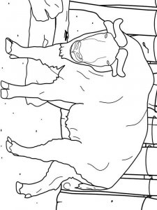 Takin coloring page - picture 6