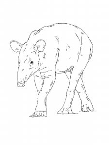 Tapir coloring page - picture 7