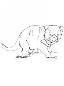 Tasmanian Devil coloring page - picture 4
