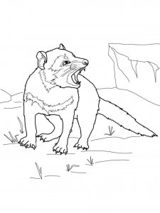 Tasmanian Devil coloring page - picture 7