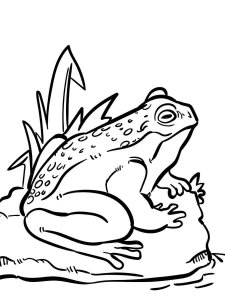 Toad coloring page - picture 10