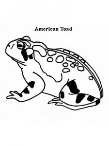 Toad coloring page - picture 2