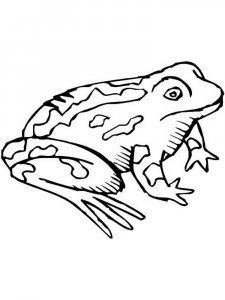 Toad coloring page - picture 5