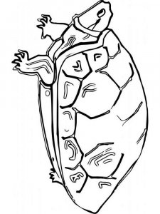 Tortoise coloring page - picture 10