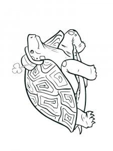 Tortoise coloring page - picture 13