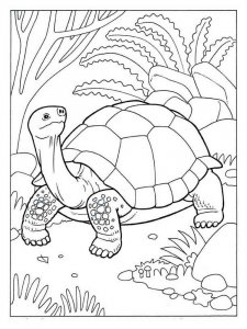 Tortoise coloring page - picture 4