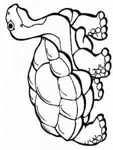 Tortoise coloring page - picture 7