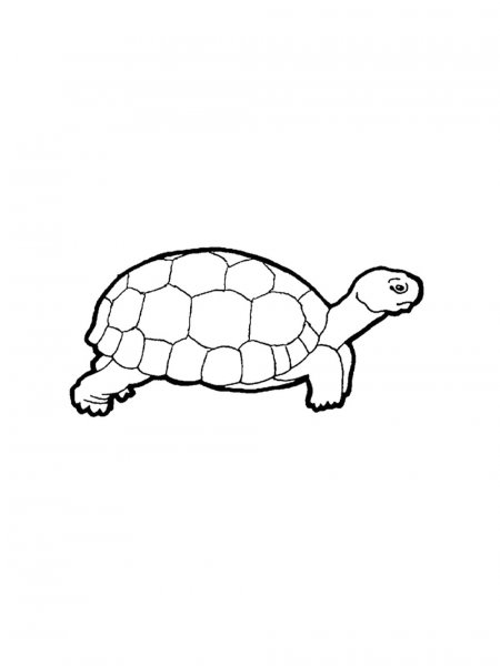 Tortoise coloring pages