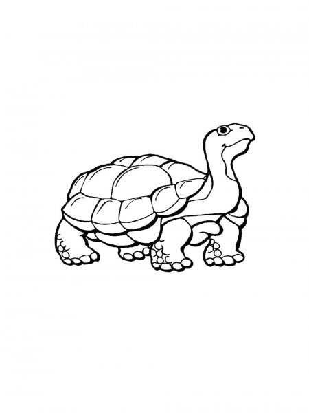 Tortoise coloring pages