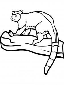 Tree Kangaroo coloring page - picture 1