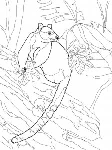 Tree Kangaroo coloring page - picture 5