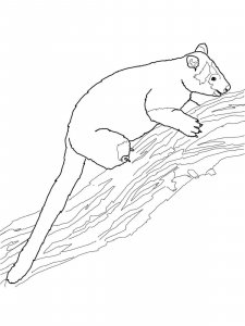 Tree Kangaroo coloring page - picture 6