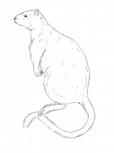 Tree Kangaroo coloring page - picture 7