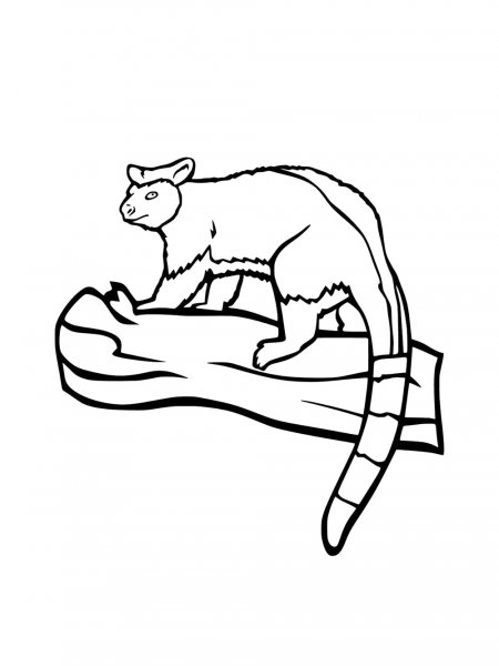 Tree Kangaroo coloring pages