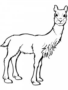Vicuna coloring page - picture 1
