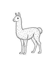 Vicuna Coloring Pages 12