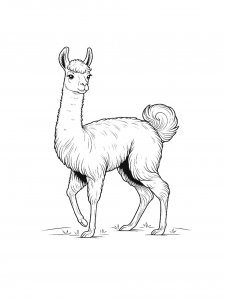 Vicuna Coloring Pages 17