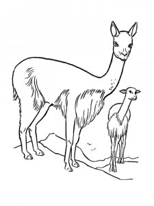 Vicuna coloring page - picture 2