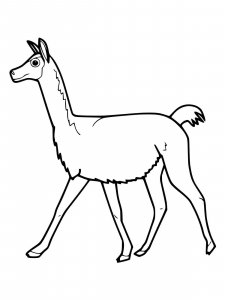 Vicuna coloring page - picture 3