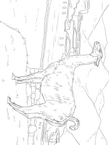 Vicuna coloring page - picture 4