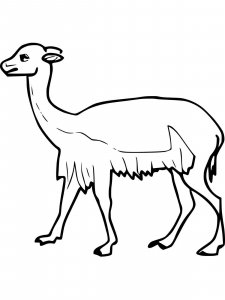 Vicuna coloring page - picture 5