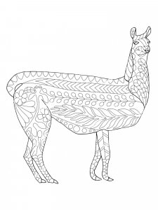 Vicuna coloring page - picture 6