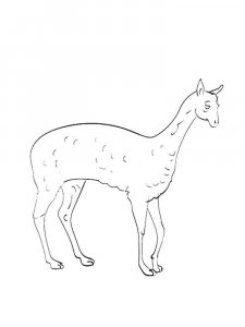 Vicuna coloring page - picture 7