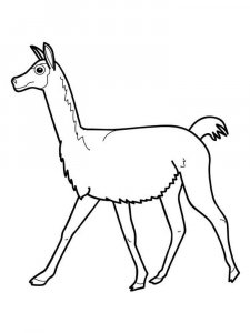 Vicuna coloring page - picture 8