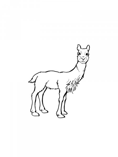 Vicuna Coloring Pages