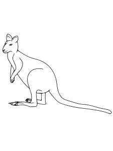 Wallaby coloring page - picture 1