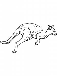 Wallaby coloring page - picture 2