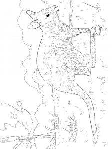 Wallaby coloring page - picture 4