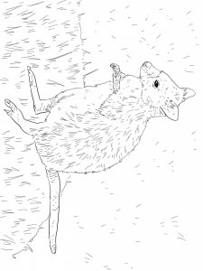 Wallaby coloring page - picture 5