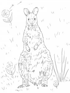 Wallaby coloring page - picture 7