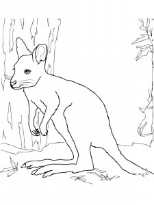 Wallaby coloring page - picture 8
