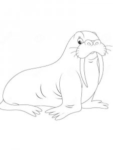 Walrus coloring page - picture 1