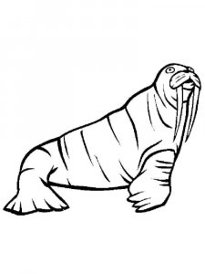Walrus coloring page - picture 11