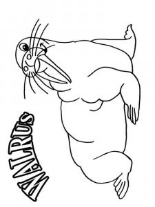 Walrus coloring page - picture 12