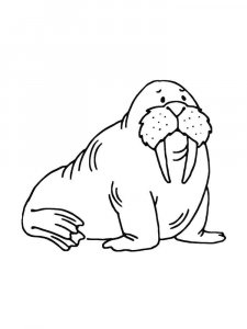 Walrus coloring page - picture 13