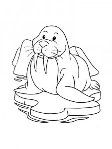 Walrus coloring page - picture 17