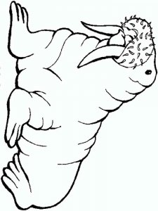 Walrus coloring page - picture 2