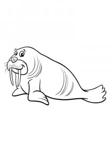 Walrus coloring page - picture 20