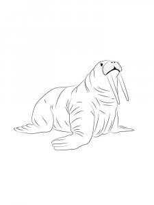 Walrus coloring page - picture 21