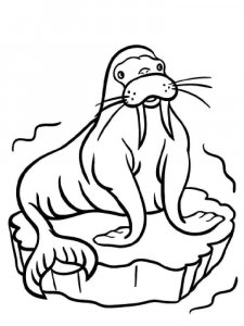 Walrus coloring page - picture 3