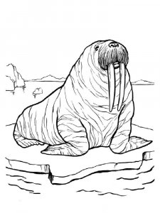 Walrus coloring page - picture 4