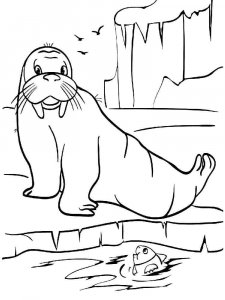 Walrus coloring page - picture 5